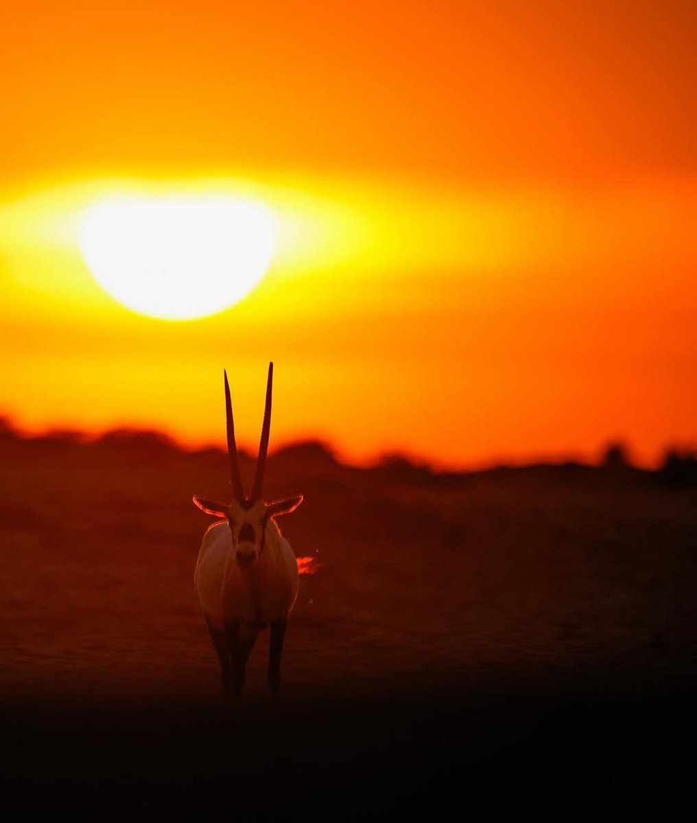 Kennst Du den Arabischen Oryx?

Er hat diese langen, eleganten Hörner und wird stolz als Nationaltier der Vereinigten Arabischen Emirate gefeiert. 🇦🇪

Vielleicht konntest Du ihn schon live bei einem Ausflug in die Wüste erleben? 🏜️ 

📸  IG/ hattawigraphy
#VisitDubai