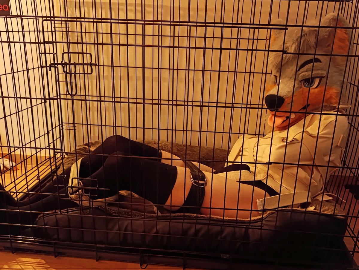 Fox storage 🦊📦