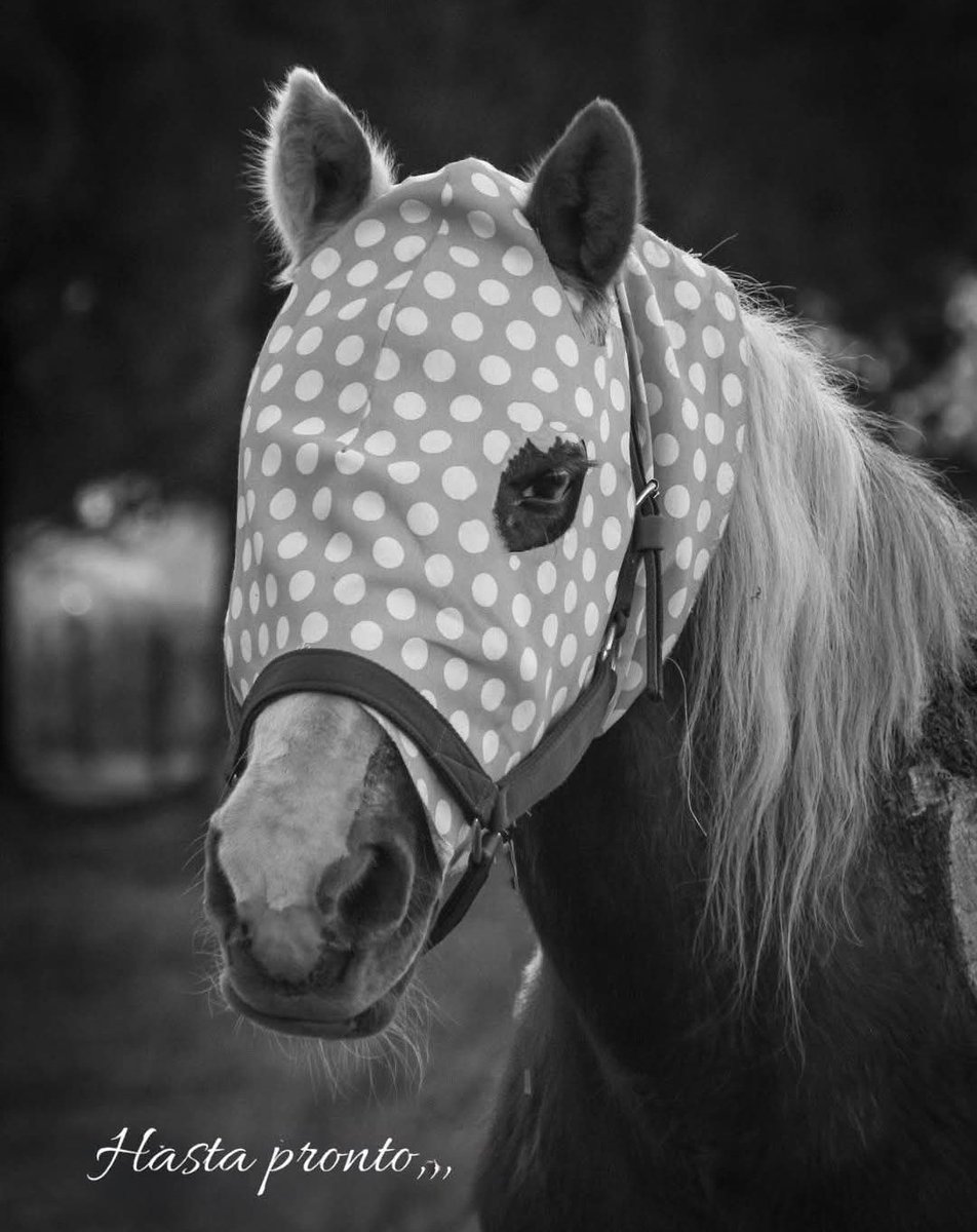 Hoy se marchó a galopar al infinito la Reina de <a href="/ACMACABALLOS/">ACMA CABALLOS</a> 
Lala ejemplo de lucha ante la adversidad. Siempre en nuestro corazón, valiente enmascarada. Hoy muchos lloramos tu partida 💔