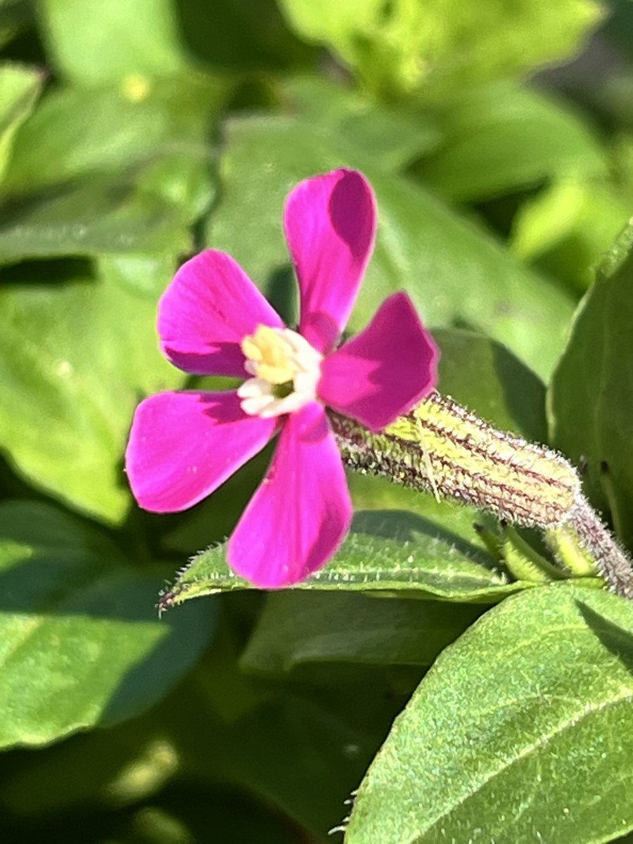 おはようございます☀     1.17

昨日の小春日和に誘われて〜1㎝の花が❗️
朝から見張っていれば良かったなんて？

お洗濯物取り込み中　アッ！咲いている〜
ピンクパンサー　一輪咲いていました✨

来週からまた！寒波が居座るみたい？
そっと見守ってあげよう🍀