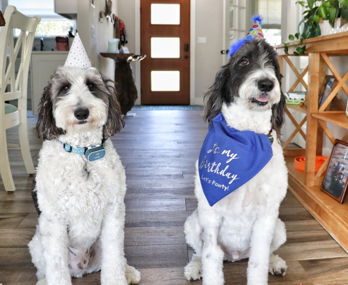 MooseTheCreekDog tweet media