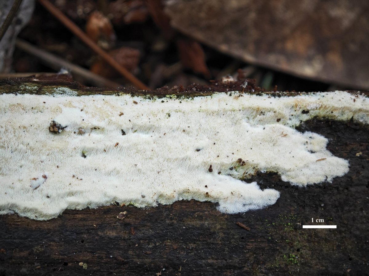 MycoKeys tweet media