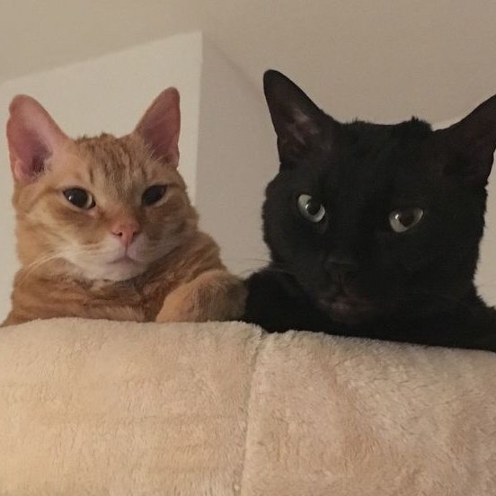 Day 575 of Missa as a cat! 🐱

😾 -🌙