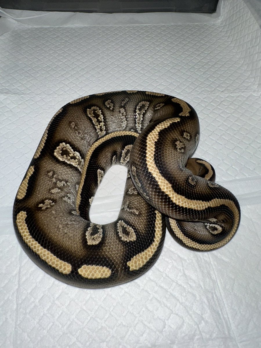 ⚫カイリ🟠 蛇好き tweet media