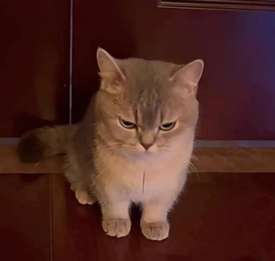 Juliestpng1912's tweet image. 🥺🥺 #purevanillacookie