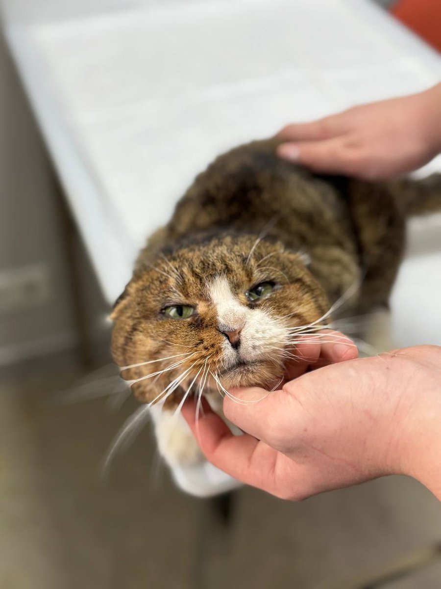 MurchikiUa's tweet image. Терміновий пошук дому!!!
Котик, вік приблизно 5 років, найближчим часом буде кастрований. Небайдужа жінка забрала його з вулиці після того, як порвали собаки, зараз вже пролікований, зажив. Це був самовигульний кіт, перші власники якого залишили його родичам в приватному секторі,…