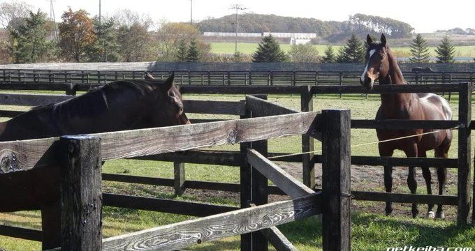 PocketHoof's tweet image. Imagina que tienes dos caballos.