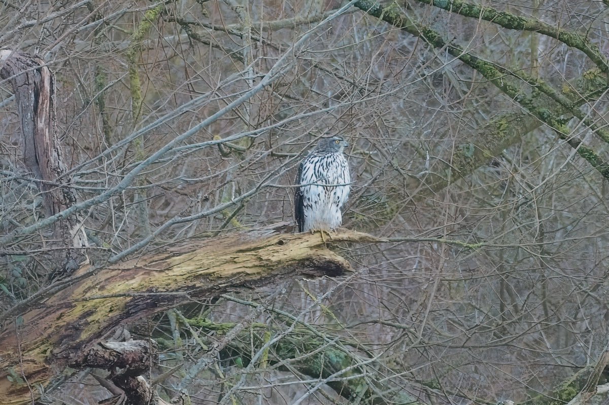 martin price tweet media