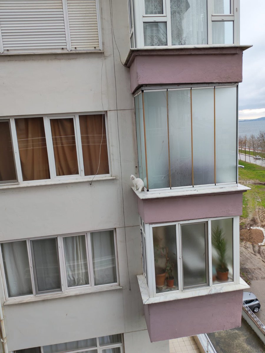 Karamürsel’den bir arkadaşım yolladı bu kedinin sahibi kediyi sürekli böyle bırakıyormuş. Karamürsel’de yardımcı olabilecek biri var mı? <a href="/gokceseyler/">Gökçe</a>