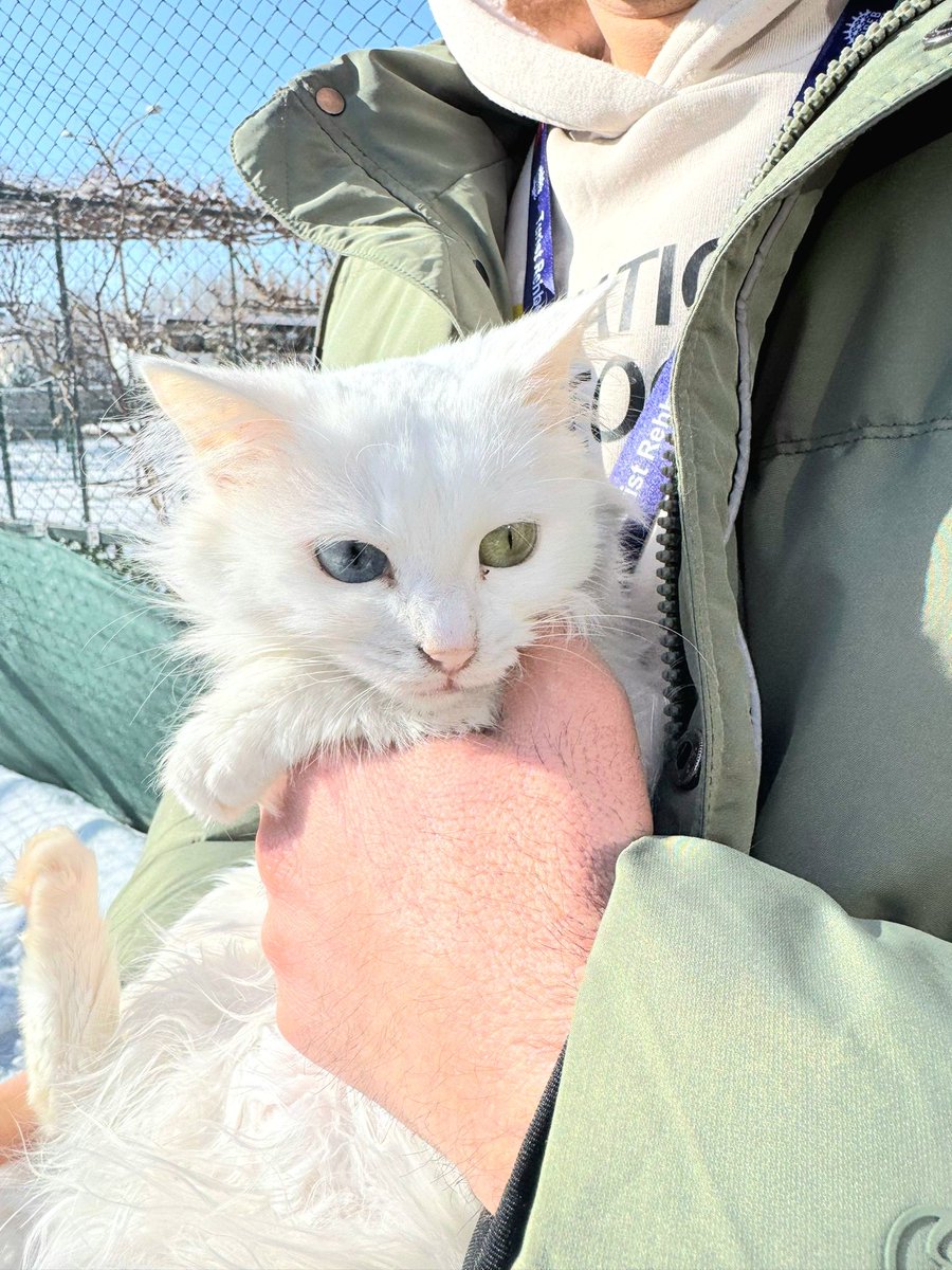 mahmut_mr's tweet photo. #van #kedi #vankedisi #cat #eyes #göz https://t.co/HoJHCguWLI