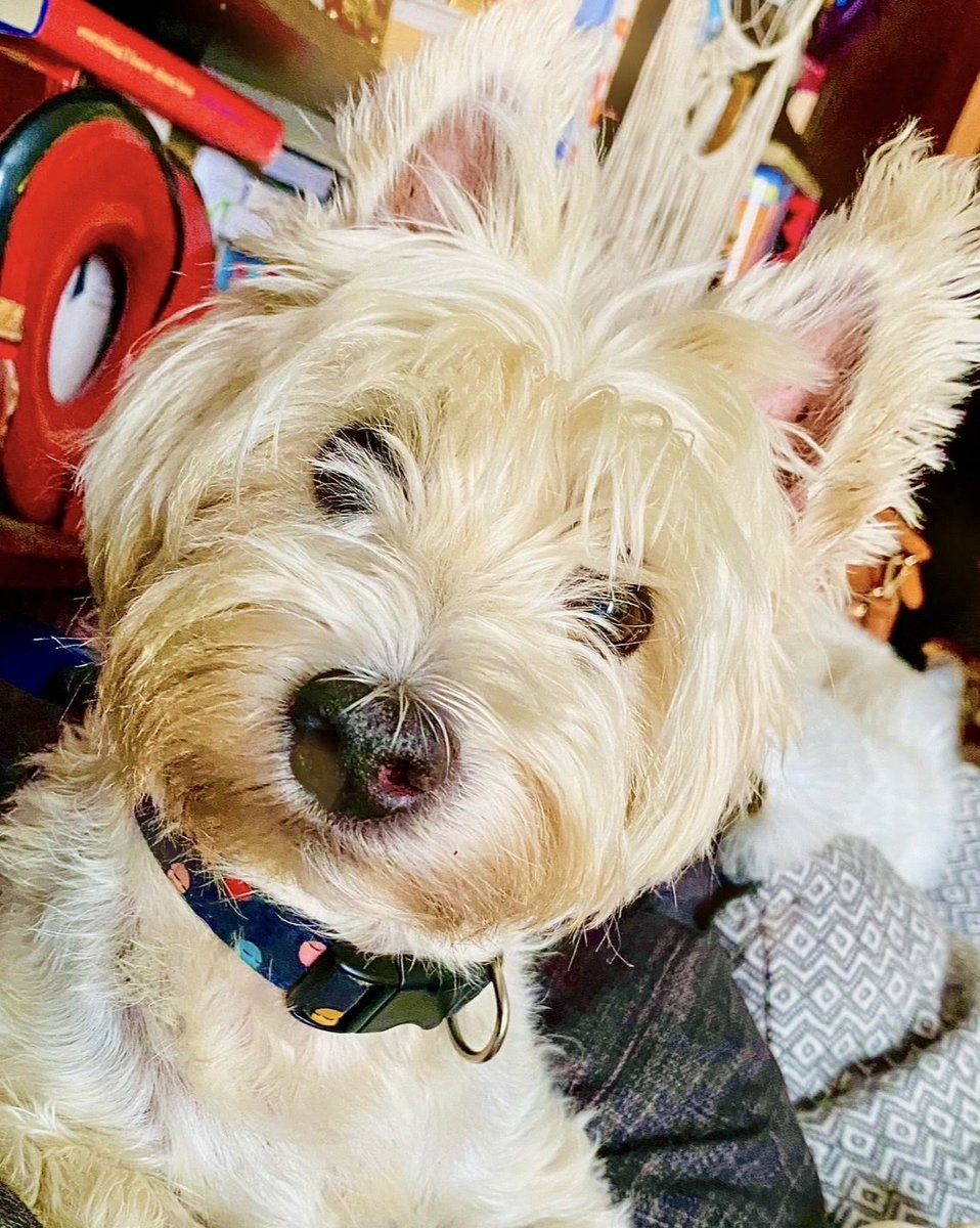 This funny face popped up on my phone today &amp; made me smile- just when I needed it. Finn was such a goof at times &amp; I miss his silliness so so much. Next month on this day it will be a year. Feels impossible not to have him in my life this long. Miss you baby. Happy #FinnyFriday