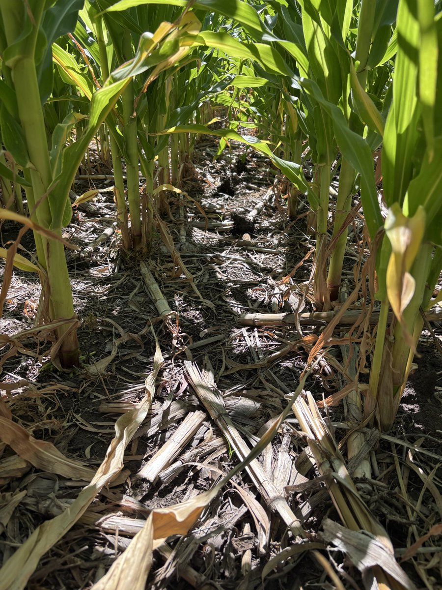 Tomás Fernández tweet media