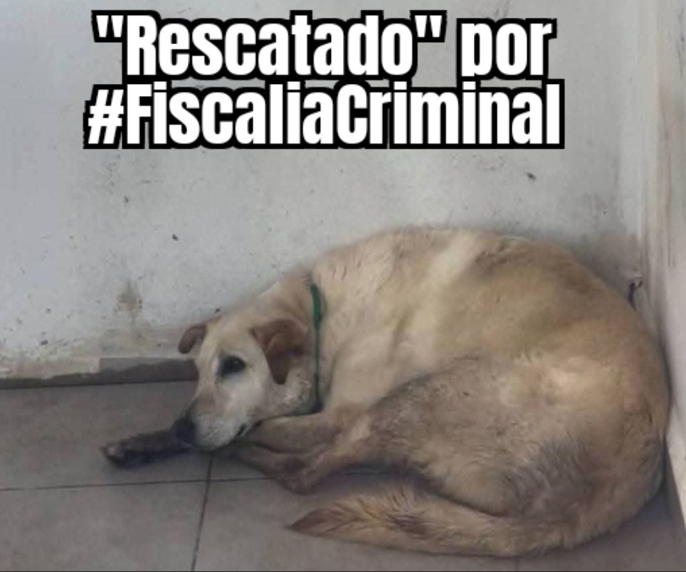 LicAnimalista's tweet image. Exigimos #FiscaliaCriminal @FiscaliaCDMX devuelvan a inocentes Franciscanitos a sus verdaderos tutores. CCP. @ClaraBrugadaM