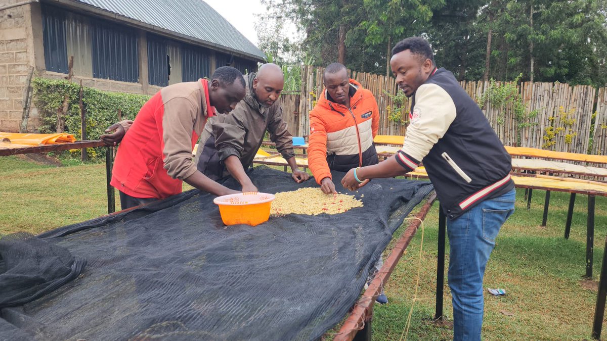 agnimble's tweet photo. Before coffee reaches a roastery, months of work happen at origin, harvesting, processing, and drying under unpredictable conditions.

Planning your 2026 green coffee sourcing? Learn more about how we can support:
👉 https://t.co/kTnV4j1uQB https://t.co/u1cPomW9CW