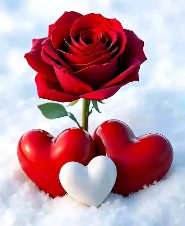 مساء الورد 🌹