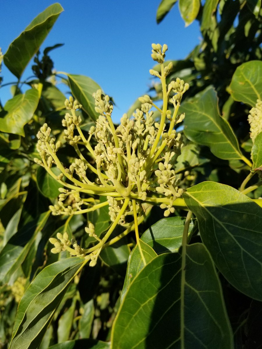 pettyranch's tweet image. #avocado blossoms that will become the 2027 crop. Meanwhile,  2026 is already seeing huge volumes of fruit. Prices are low, so remember that guacamole tastes just as good during playoffs as it does during Super Bowl. Practice, practice, practice!