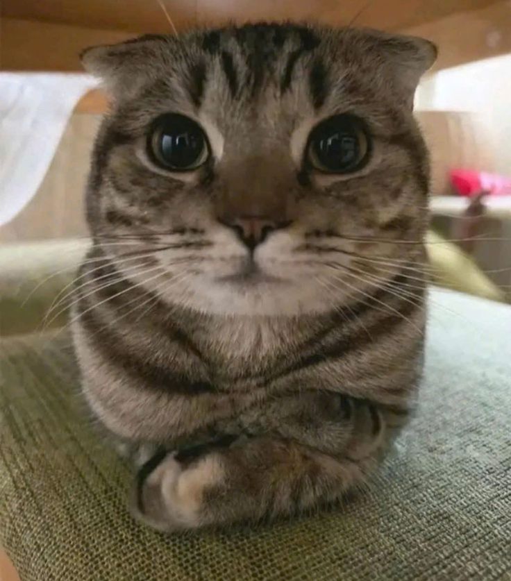 heyshipz's tweet photo. Say hi to RICO or be gone https://t.co/UMASKZY0hR