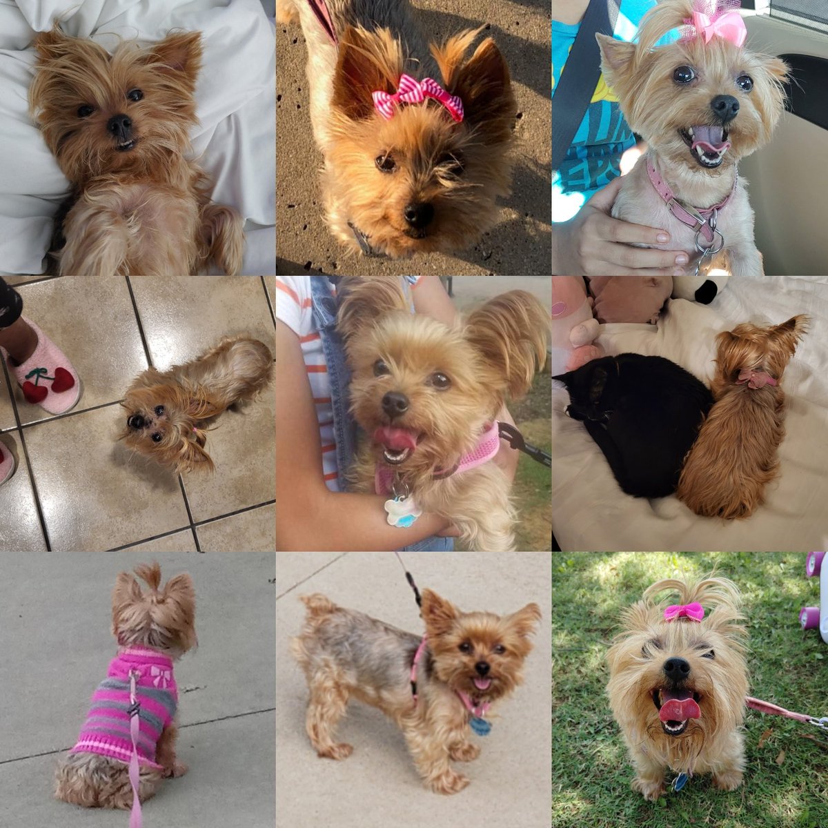 ca3_crazyanime3's tweet image. thank you for these 14 cherished years with you, Sophia 💔 Rest in peace, my dear sweet girl... my heart has been aching for you every day