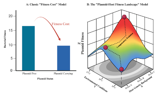 ASMicrobiology's tweet photo. If AMR plasmids cause fitness costs, why are they not eliminated by selection? To answer this question, researchers propose a new paradigm, a multi-dimensional model that accounts for the complex interplay between ecology and genetics. #AppEnvMicro: https://t.co/VbrYs2V6Ln https://t.co/aPogRcUo7b