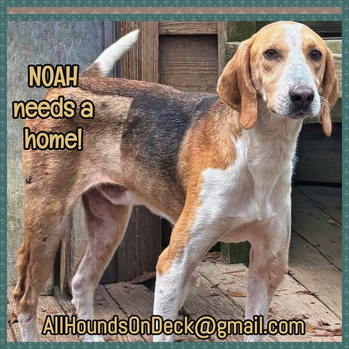 _AHOD_'s tweet image. Happy update on Noah! He came to us with a severe pelvis fracture, but after surgery he’s healing beautifully—already mastering porch steps! His joyful, gentle spirit shines. Great with all dogs &amp;amp; resilient at 7–8 yrs old.
#RescueUpdate #NoahStrong #RescueDog #SeniorDog #dogsofX