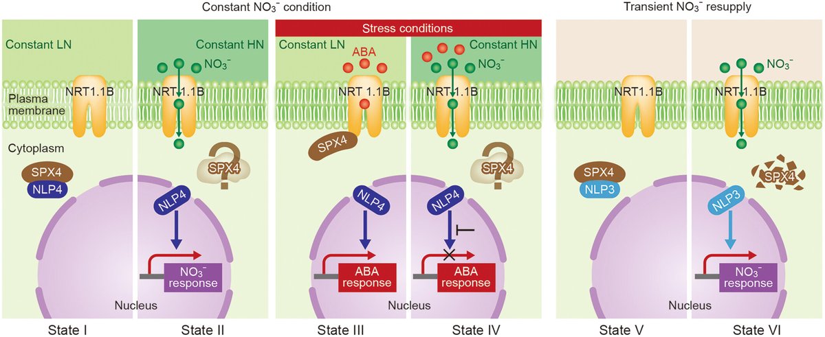 JIPBio's tweet photo. 🌿To #grow or not to grow...🌿

This #OpenAccess #JIPB commentary discusses the mechanism by which #plants decide whether stop or continue growing under fluctuating #environmental conditions.

https://t.co/6APqG52rhb @WileyLifeSci #PlantScience #botany #evolution #ClimateChange https://t.co/6c3okVsquU