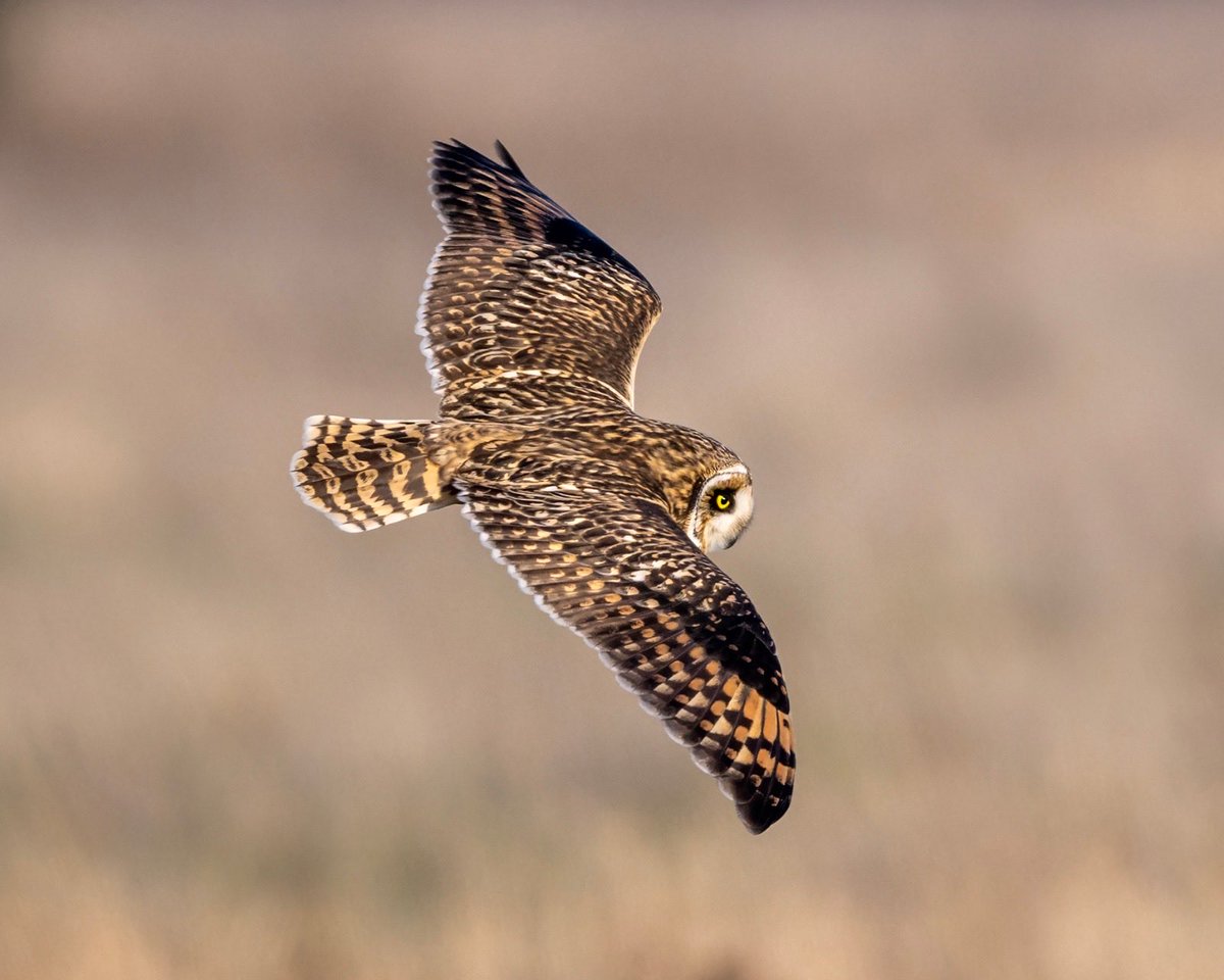 Allan Forsyth tweet media