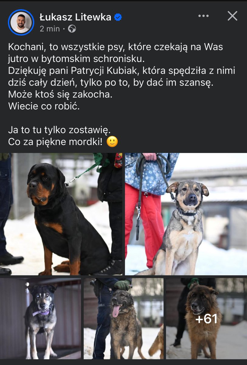 Kochani, w komentarzu link do posta z albumem na fb Posła #Litewki, WSZYSTKICH 65 PSÓW Z BYTOMIA, które można zaadoptować. Kierownictwo schroniska nie chce odejść, opróżnijmy im biznes, dość krzywdzenia zwierząt.