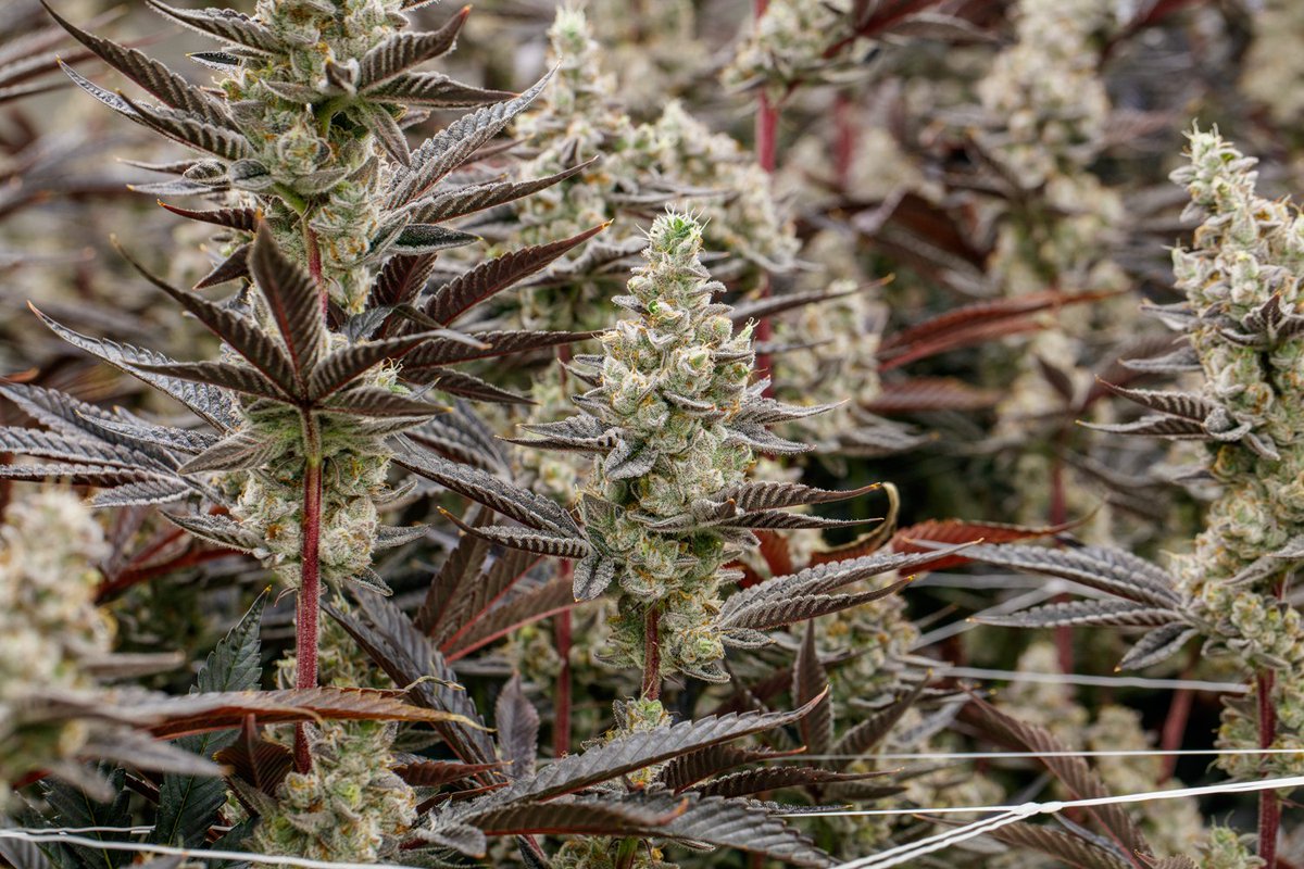When life hands us lemons, we grow Lempreme🍋 Bold citrus, classic OG flavor, and made for end-of-day bliss.
#InsaFlorida #CraftsmenProduced #InsaSignatureGenetics