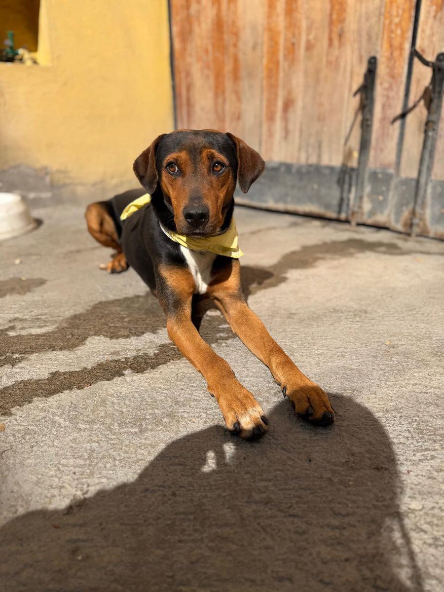 Alina_Gag's tweet image. Tengo mi protocolo, soy macho y tengo como 2 años. Soy muy cariñoso y soy un perro contento de que la aventura 
 terminara bien. Me siento protegido. 

Si tú quieres saber más de mi o ser mi familia puedes decirle a @lorena_becerra? 

Estamos en Ciudad de México. Gracias 🩷