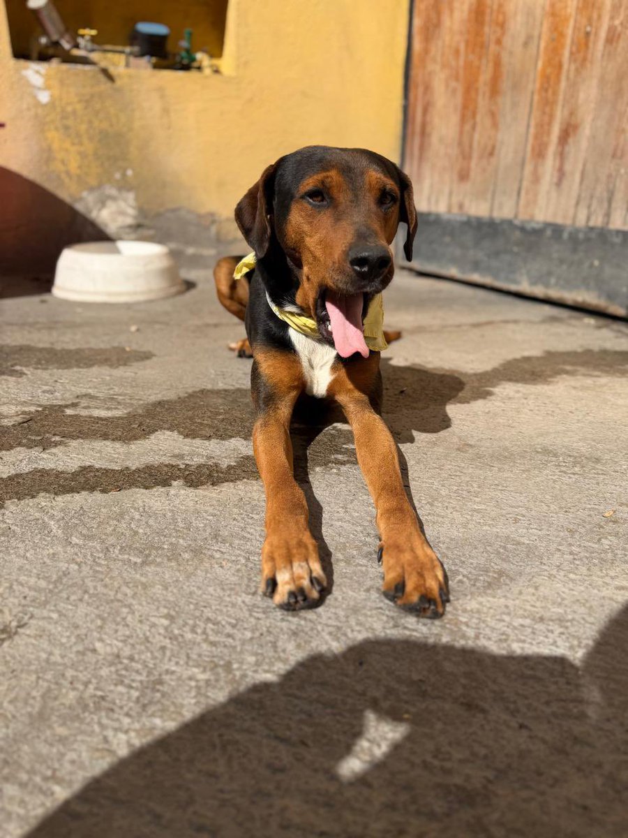 Alina_Gag's tweet image. Tengo mi protocolo, soy macho y tengo como 2 años. Soy muy cariñoso y soy un perro contento de que la aventura 
 terminara bien. Me siento protegido. 

Si tú quieres saber más de mi o ser mi familia puedes decirle a @lorena_becerra? 

Estamos en Ciudad de México. Gracias 🩷