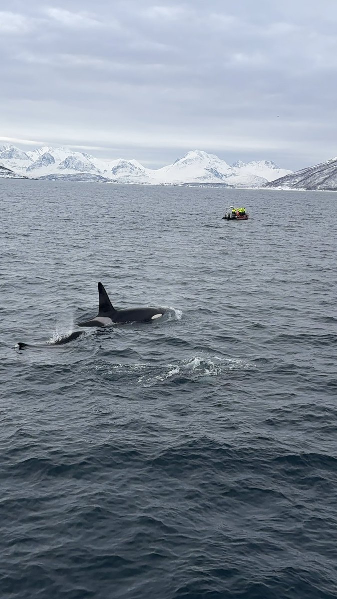 Da_aaee's tweet image. MISSION ACCOMPLISHED 🥹🥹🥹🥹🥹🥹🥹🥹