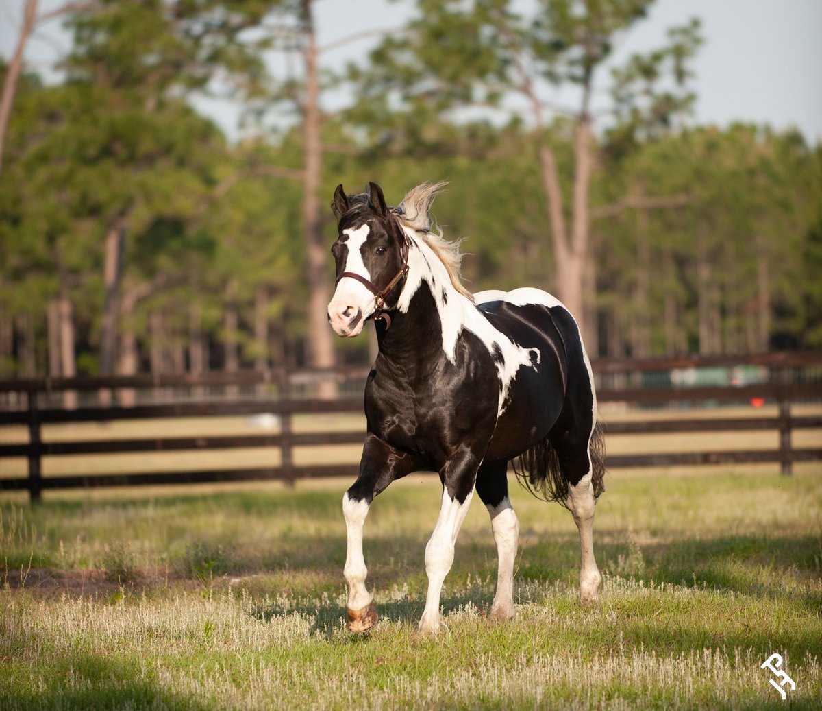 Tomorrow is the last day to subscribe without late fees for the Breeders' Trust Stallion Subscription 📢

🔗 PHCentral.com

#MarkedForGreatness | #APHA | #PaintHorse