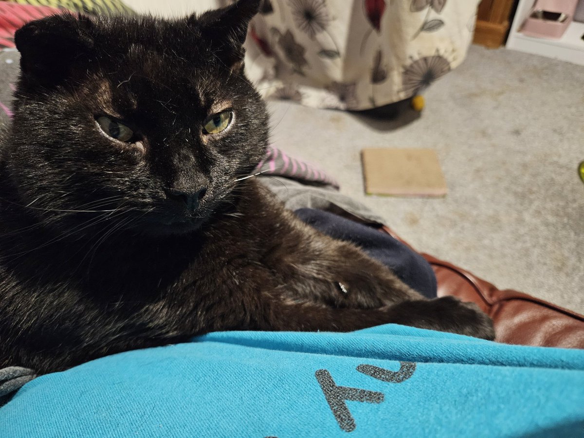 HurricaneHam's tweet image. Finnally got the evidence that he drolls in his sleep