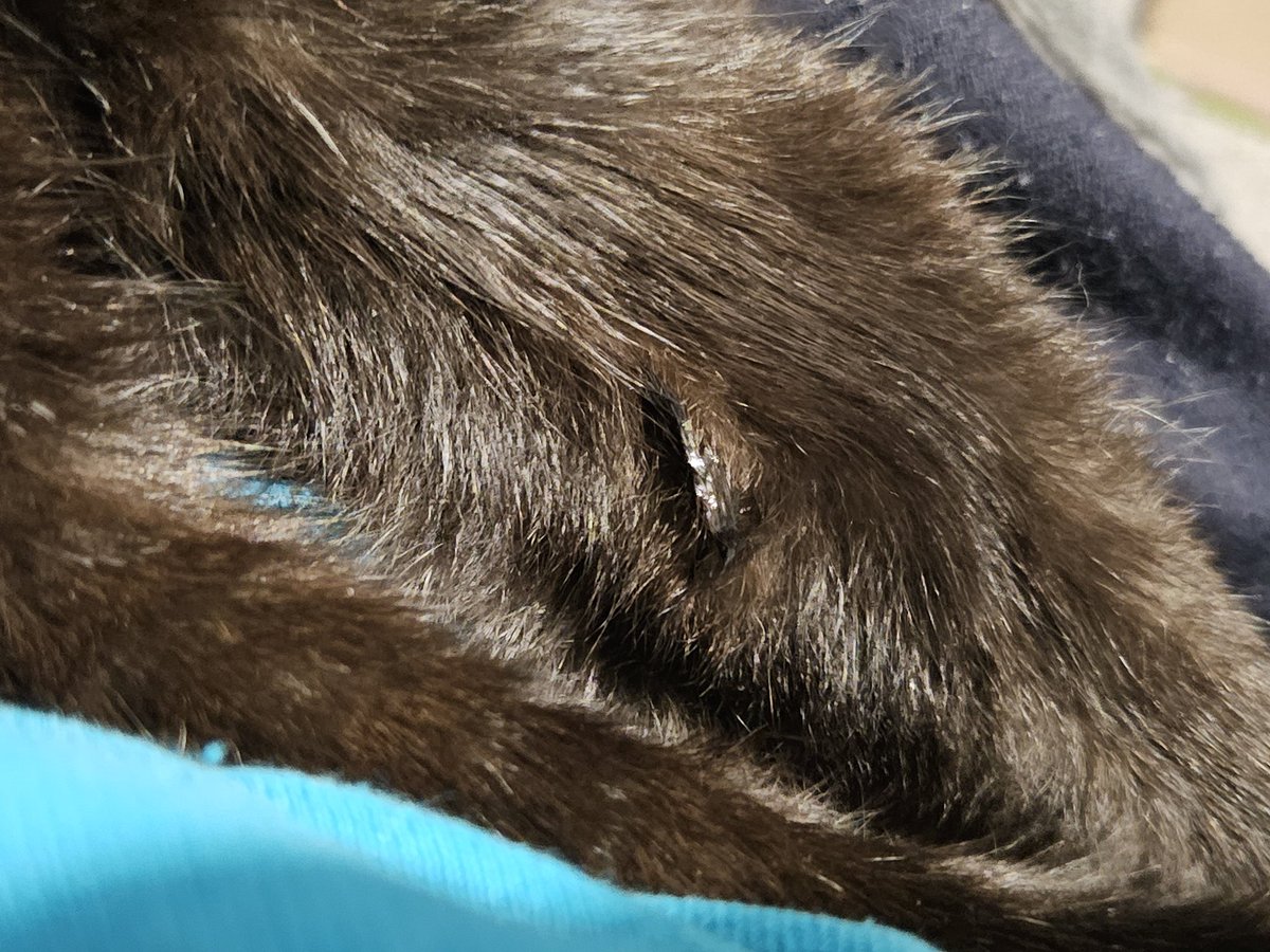 HurricaneHam's tweet image. Finnally got the evidence that he drolls in his sleep