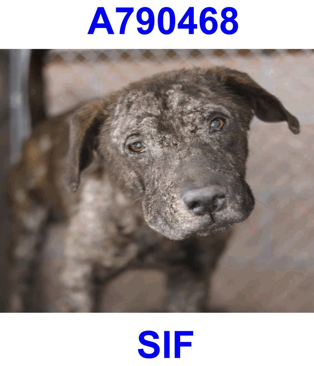_taysmyoxygen1d's tweet image. 🆘 DOG WITH SKIN ISSUES IS BEING KILLED ANYTIME BY #SANANTONIO ACS #TEXAS‼️

SIF 💖#A790468
2yo M, 74.5lb 

⚠️Deadline 1/13

🚨mod. gen. alopecia w excoriations

To #AdoptDontShop 📧 acsadoptions@sanantonio.gov 

To #foster 📧
acsrescue-foster@sanantonio.gov 

#PledgeForRescue 🙏🏼