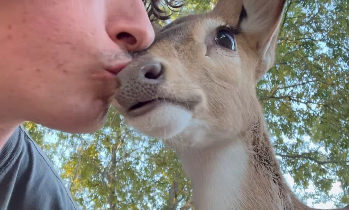 deershouldnt's tweet image. deer fact's: kiss the deer