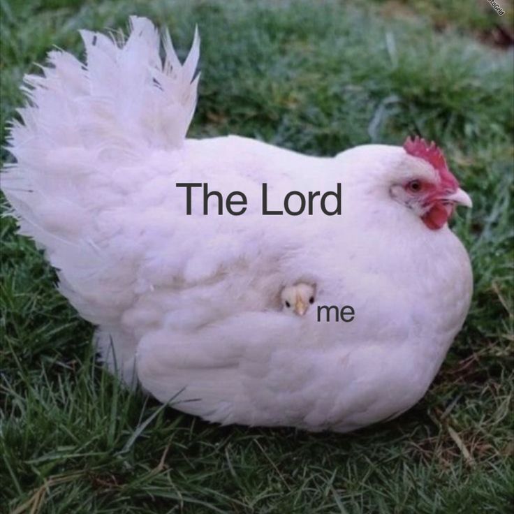 Holy Humor tweet media