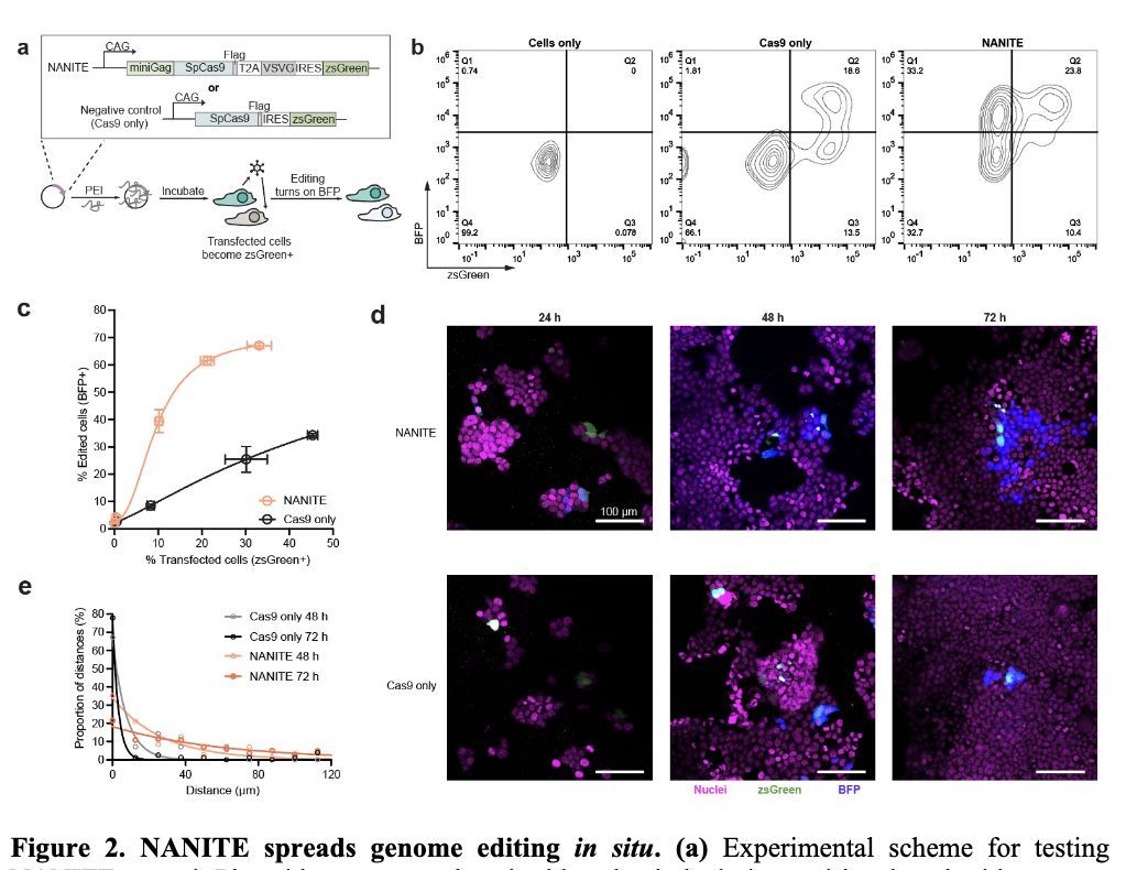 Having been in the genome engineering field for a few years 🦣🐺🦤 I have to say this paper from Jennifer Doudna's lab is very interesting. 

Amplified genome editing by in vivo editor production biorxiv.org/content/10.648…