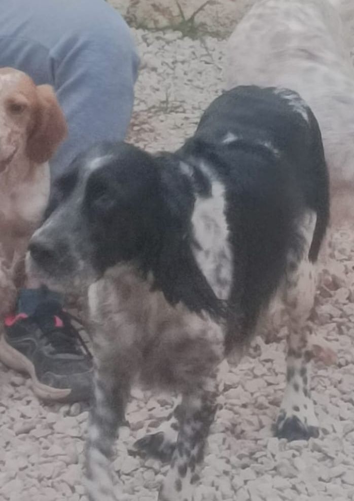 🆘 GOS PERDUT A MANRESA

Per la zona del Poal

Si algú en sap res, contacteu amb 633 37 24 80