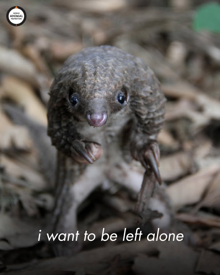 World Animal Protection US tweet media