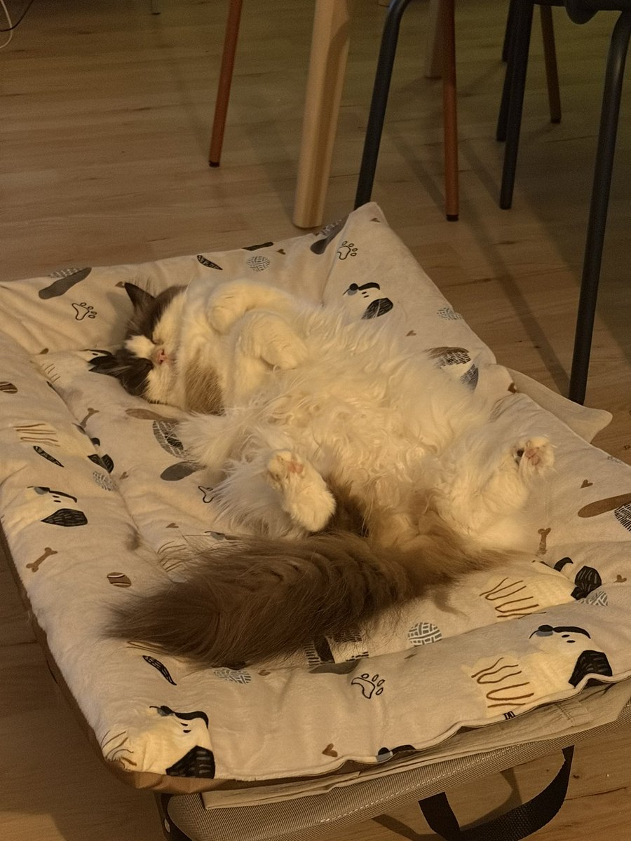 Gun icinde kopegin yatagina yatmak icin birbirlerini takip ediyorlar djdjdjdj (KOPEK HARIC) biri kalkar kalkmaz digeri kapiyo djdjd evde surekli bi dongu....... yatak dongusu.....