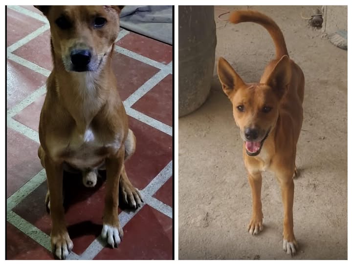 ROKO se perdió Ayer como a las 6:30 pm en Santa Rita a la altura de Alfa  Aragua salió d la calle los Apamates la entrada que está al lado del Mercadito Híper Verduras xfi si alguien lo ve resguardar  y comunicarse lo estamos buscando no es agresivo 📷424-124-7198 o 412-501-2892