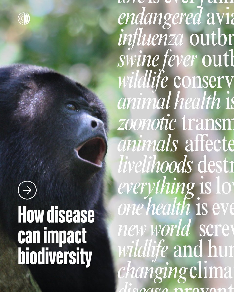 July and September 2025, disease outbreaks were reported in more than 100 wildlife species, including many already at risk of extinction. Some of these diseases can also infect humans.

Of the 14 diseases reported, avian influenza affected the highest number of threatened