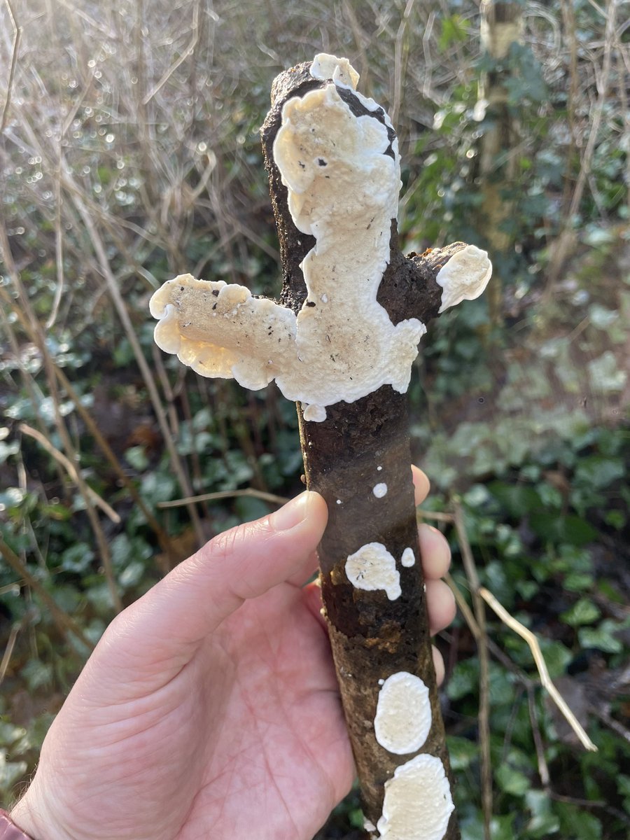 DCKC87's tweet image. Some more species form today , particularly liked the crystal 🧠 #FungiFriday