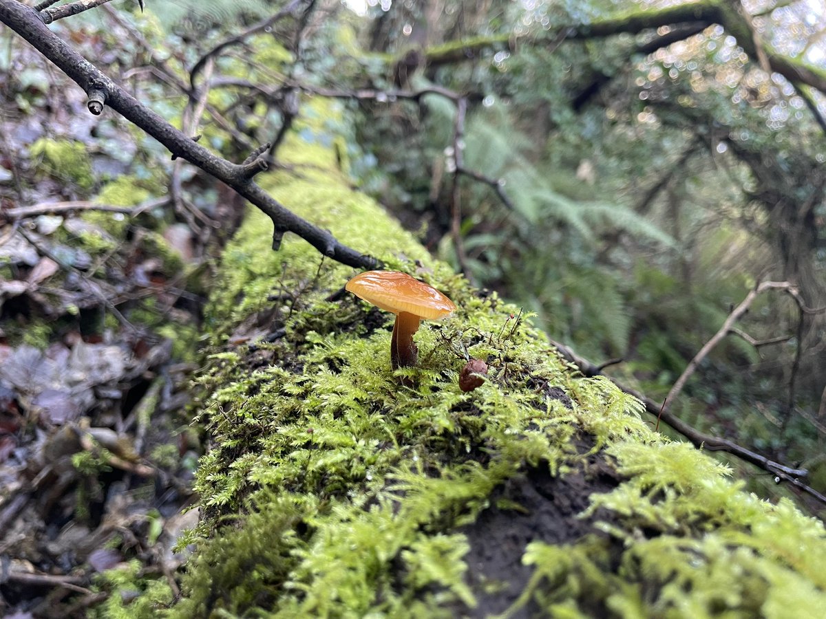 DCKC87's tweet image. Some more species form today , particularly liked the crystal 🧠 #FungiFriday