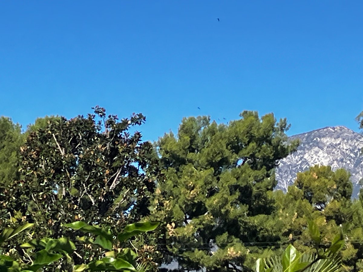 A flock of geese were circling around to the north, either descending towards the a water feature on the other course, or heading for the flooded gravel quarry. We’re all puppies in the gravel pit in this blessed day.
