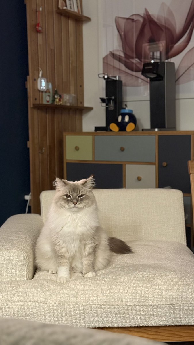 ねことニンゲン (@nekotoningen22) on Twitter photo 