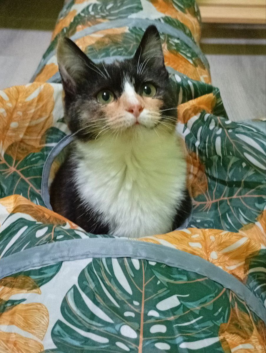 sonnyikisel's tweet image. Снова кошунечка-сиротка(
Москва, область - это Няша, ей около 6 месяцев, трехцветочка и просто лапочка. Ласковая, игривая, красивая кошка. 
Няша живет на передержке, а может переехать к вам. Посмотрите на эту мордашку❤️