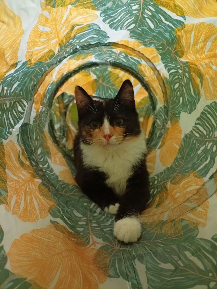 sonnyikisel's tweet image. Снова кошунечка-сиротка(
Москва, область - это Няша, ей около 6 месяцев, трехцветочка и просто лапочка. Ласковая, игривая, красивая кошка. 
Няша живет на передержке, а может переехать к вам. Посмотрите на эту мордашку❤️