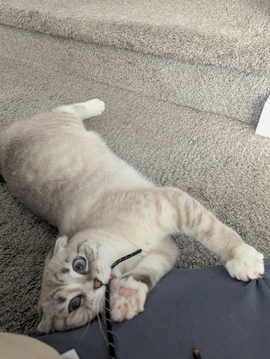 ⚓Plaviix - Pirate Vtuber⚓ tweet media